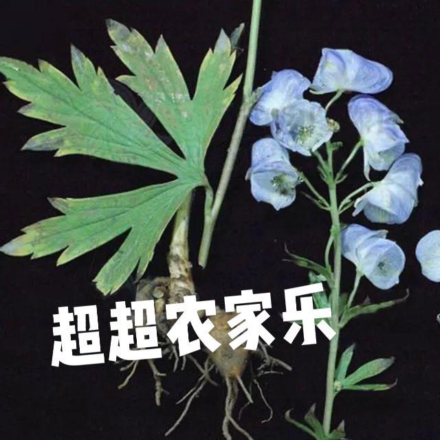 荣丰本草