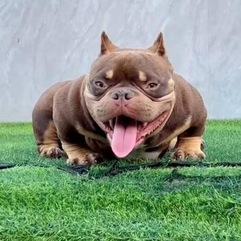 名门恶霸犬