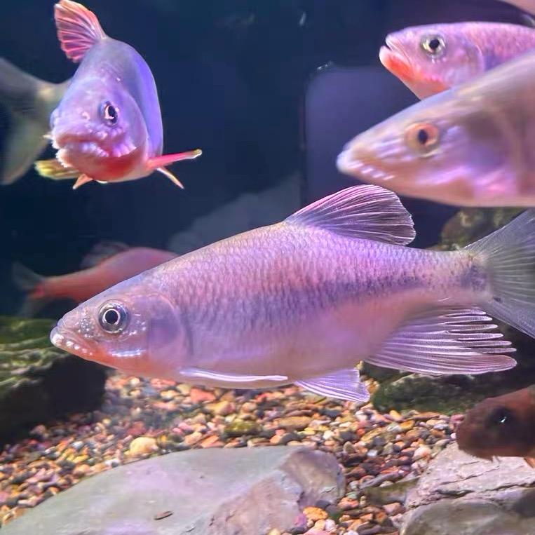 爱钓鱼的老头子