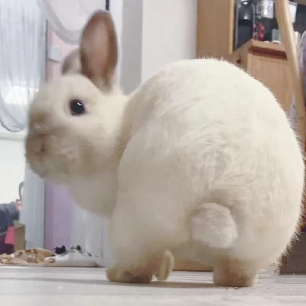 咪兔头像