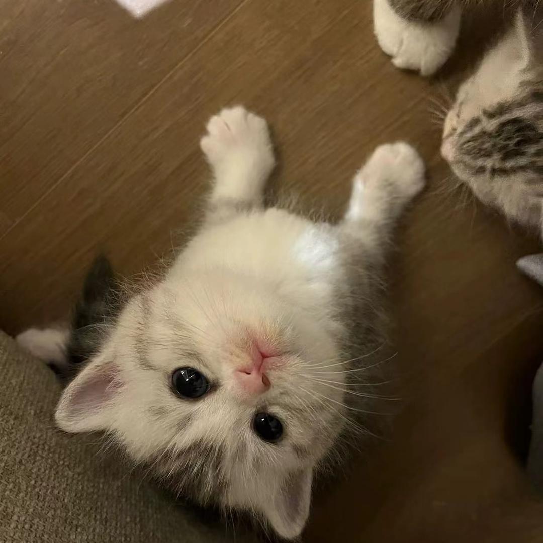 小蕊