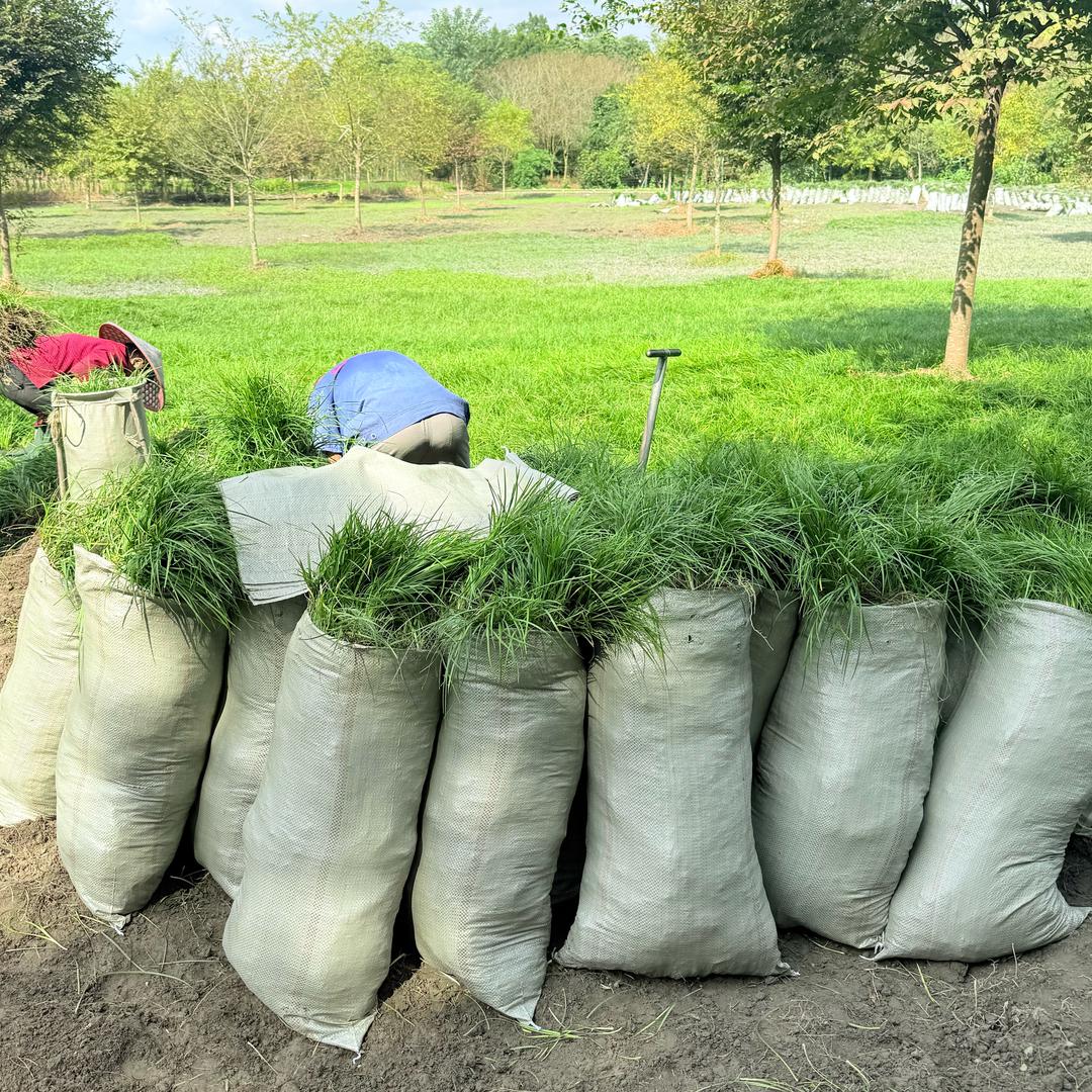 成都都江堰玉龙草麦冬基地