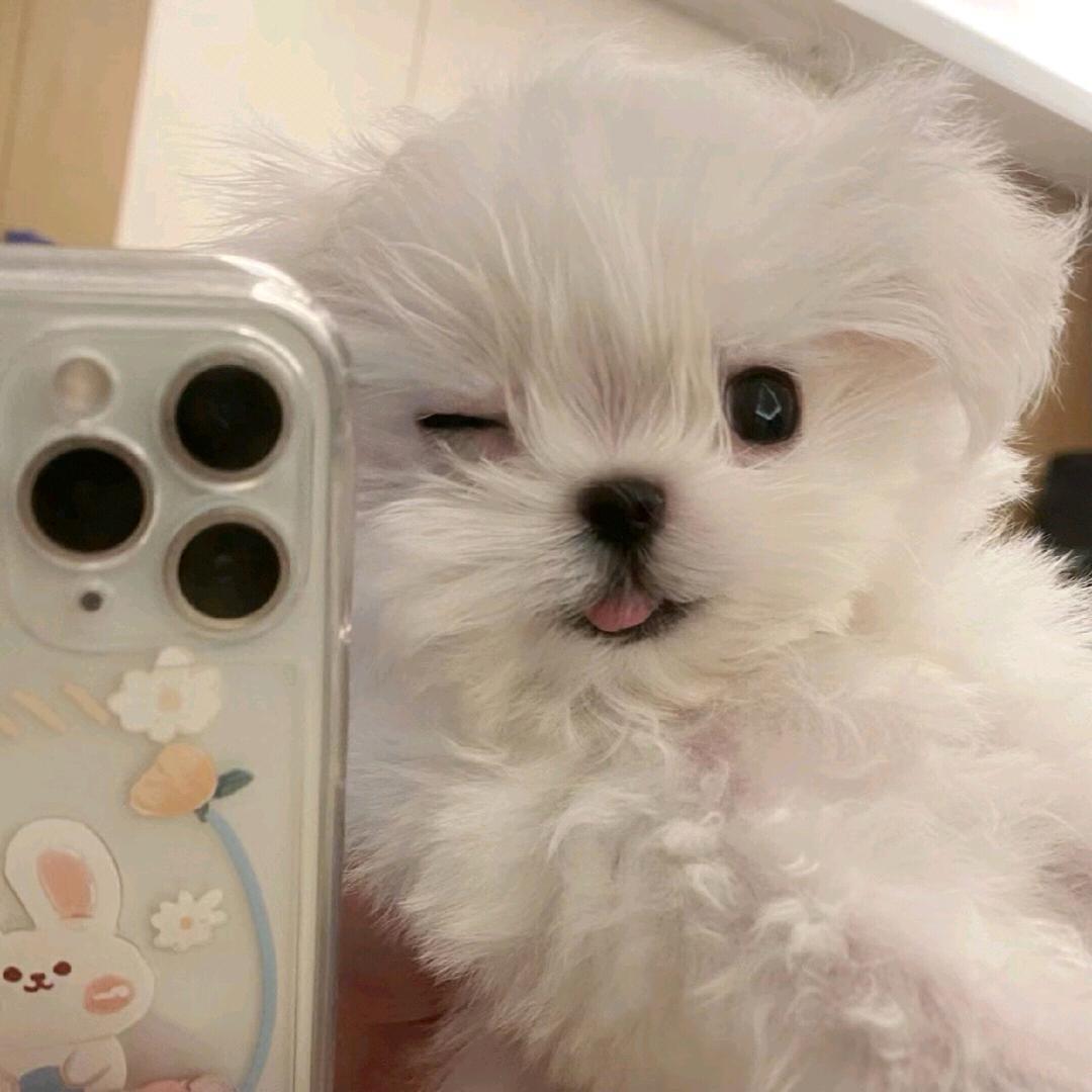 桔子大人（见过黄子版）