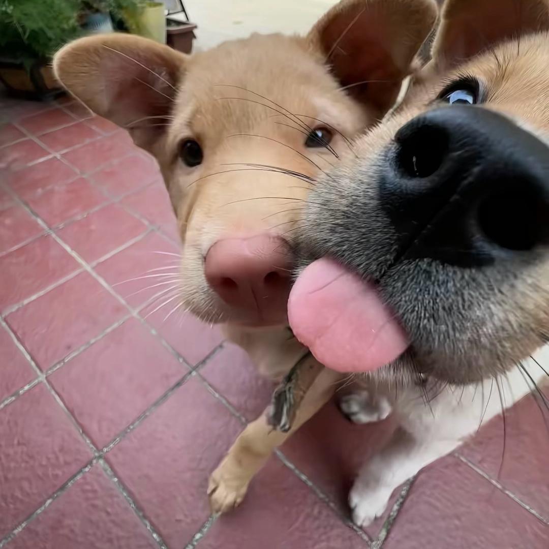 绯世