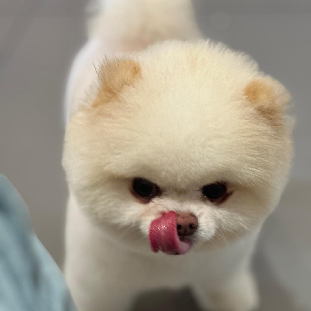 不吃吐司边🍞（养崽日记）