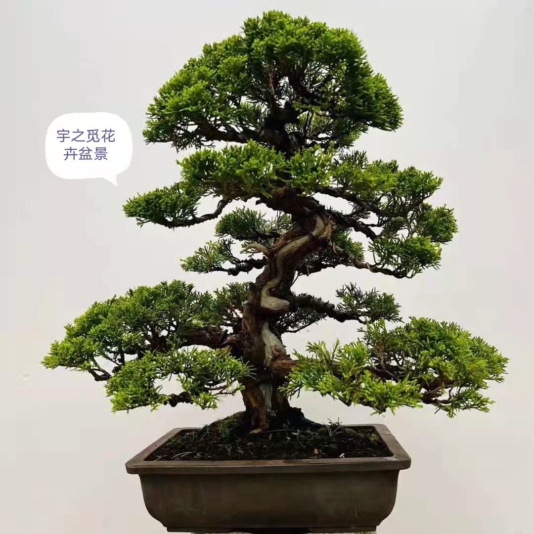 宇之觅花卉盆景