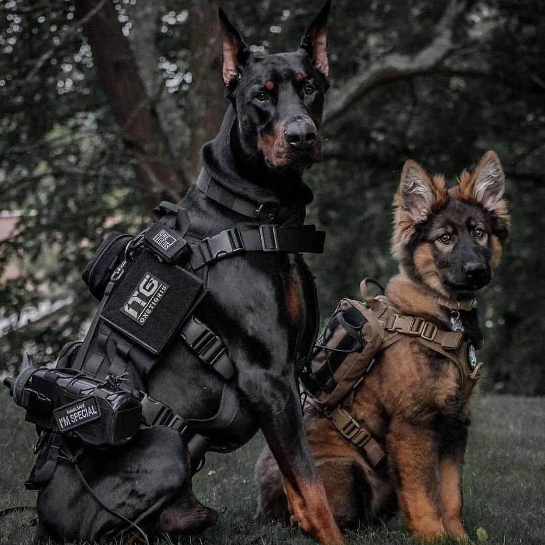 立青犬舍（黑人）