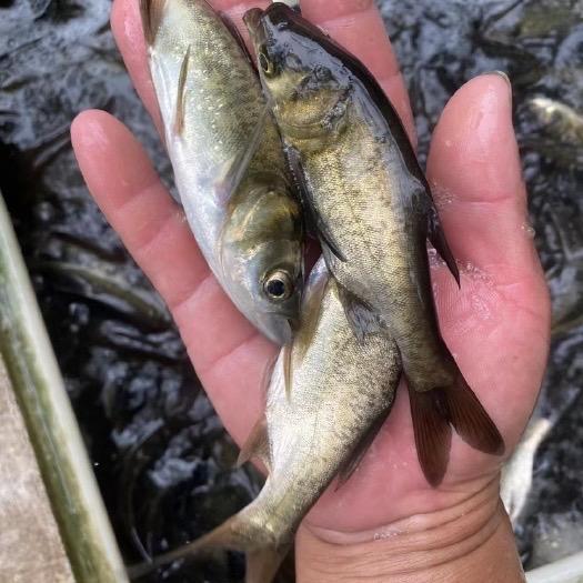 苏北水产养殖基地