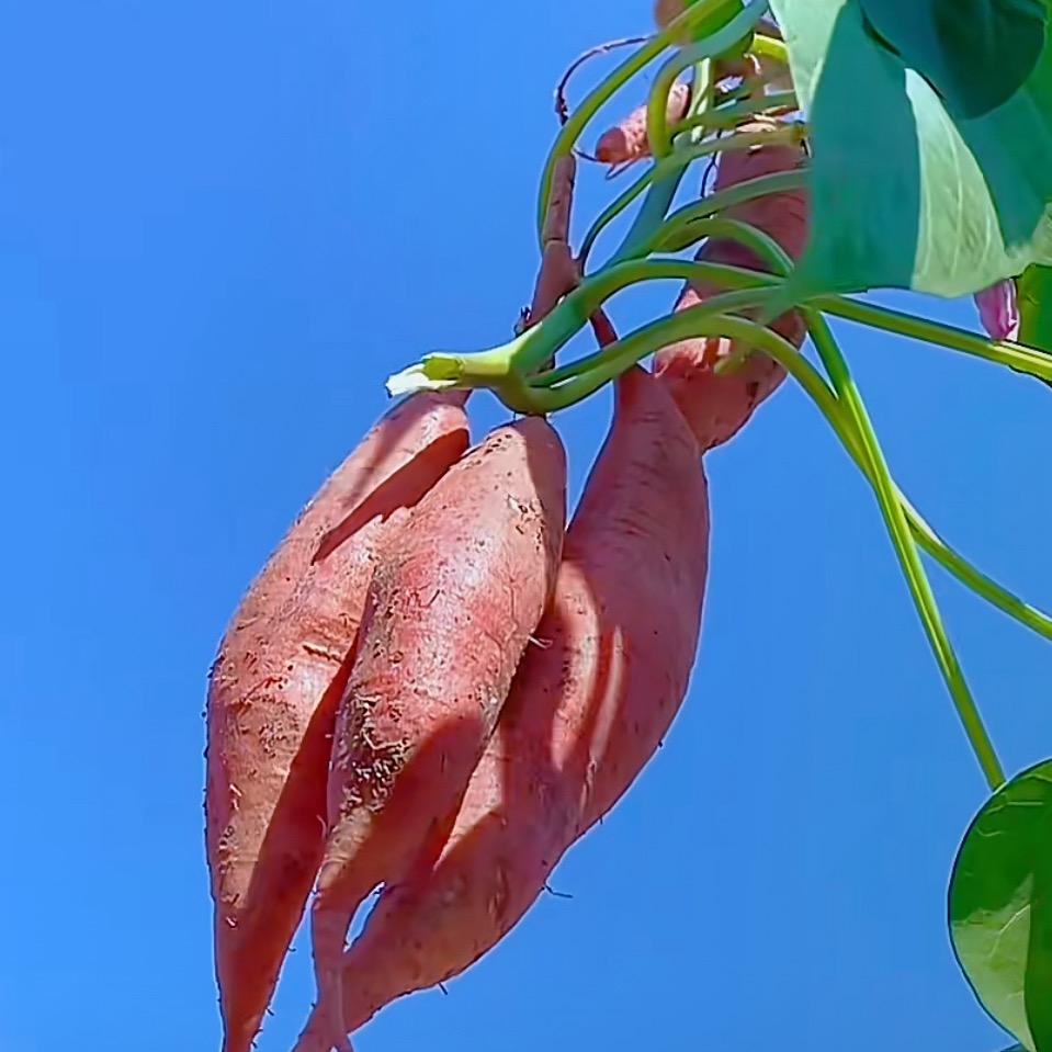 红薯肥力行家