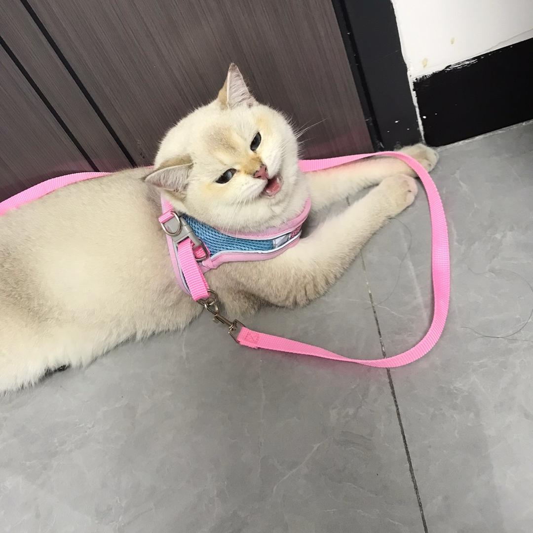 小包子历险记