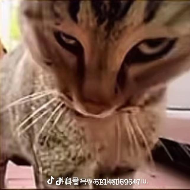 赵闹闹