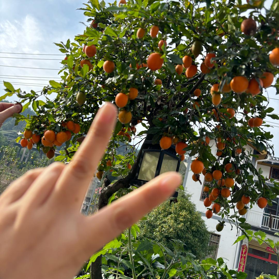 Serendipity不期而遇的美好