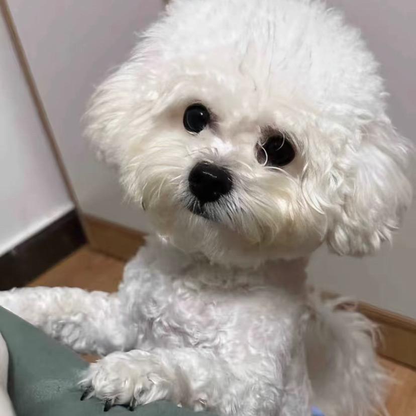 小树家的小b熊