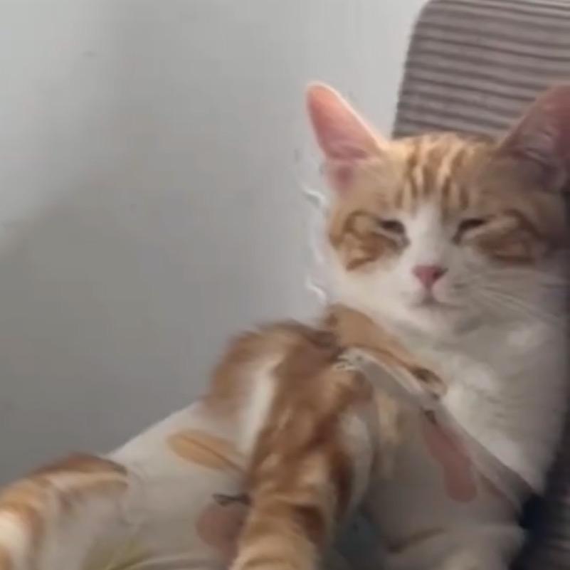 旺财是只金渐层～