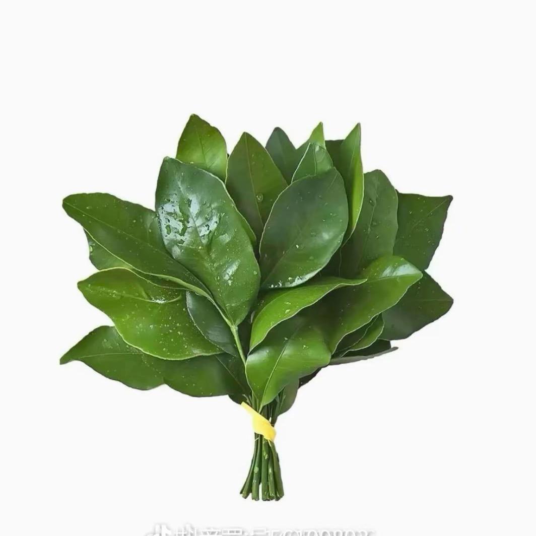 晨瑶*