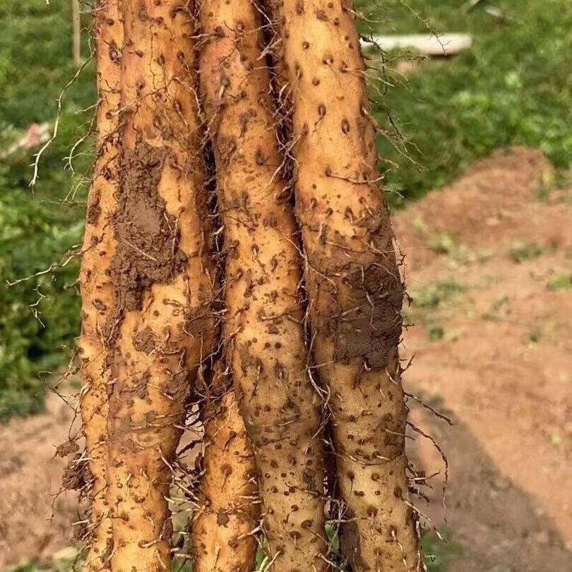 河南焦作温县倩倩家铁棍