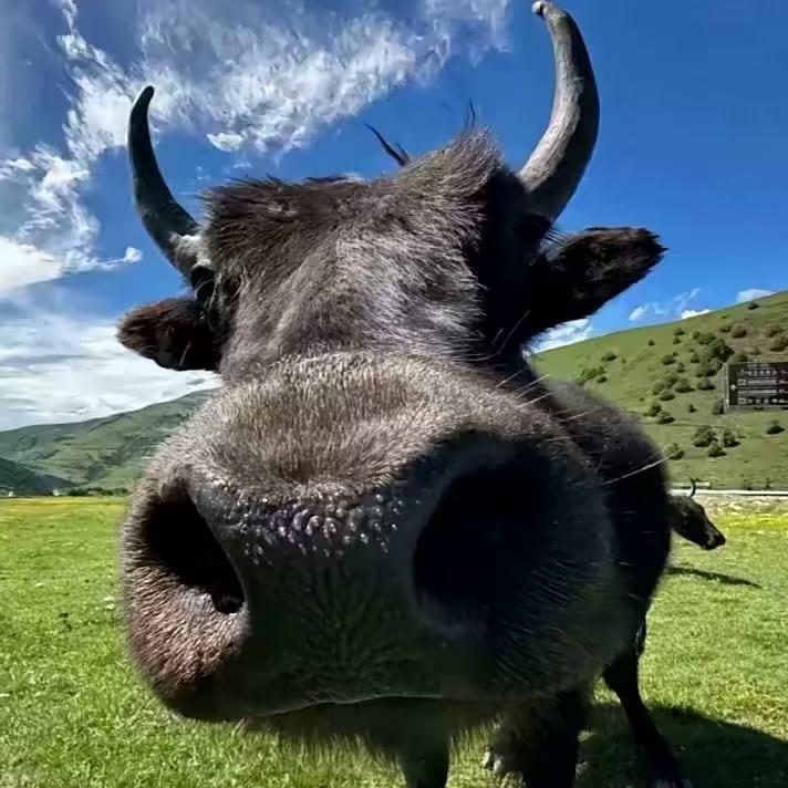 D a