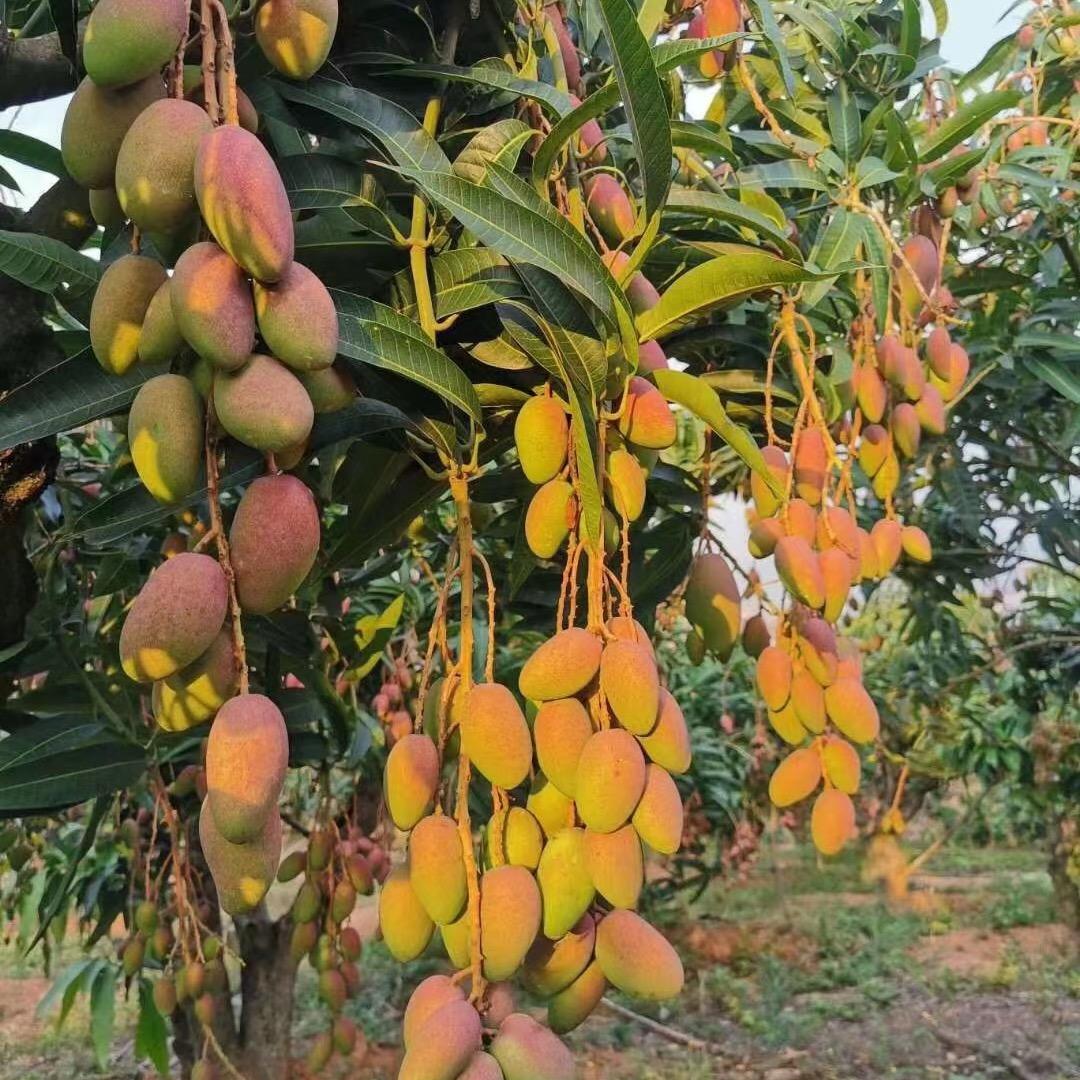 -洛南县洛味缘特产馆