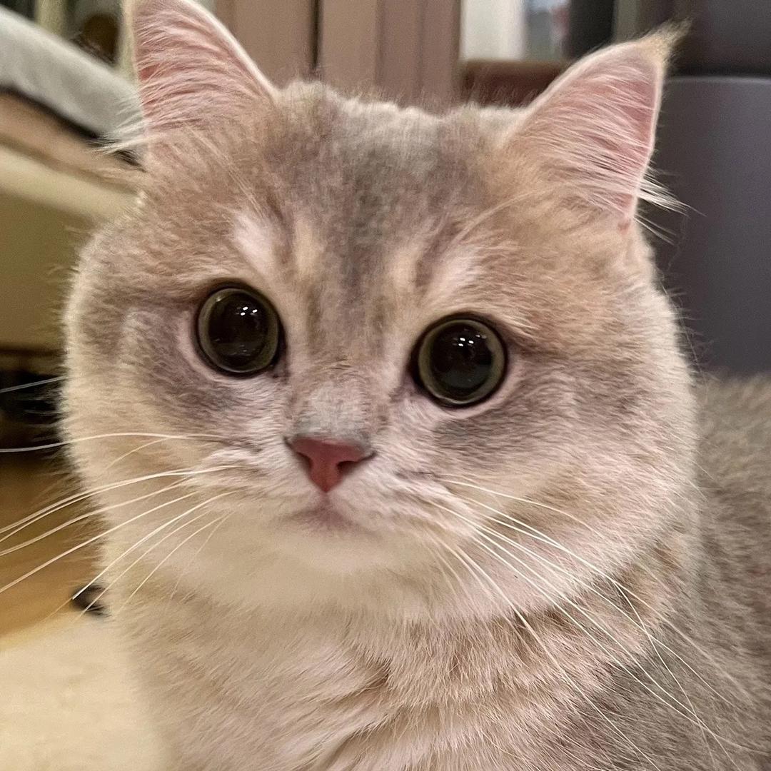 猫舍
