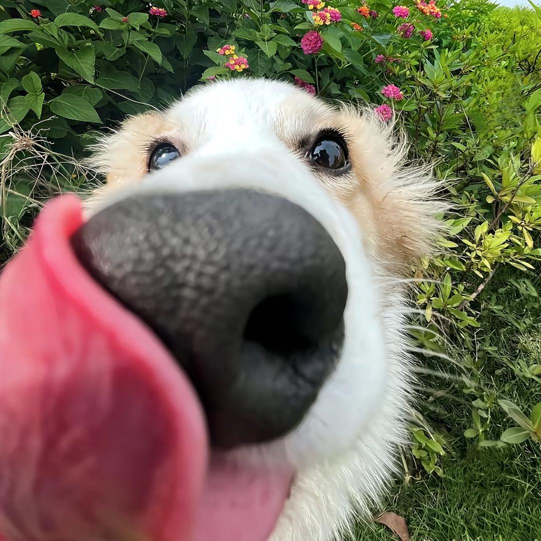 鹅腿