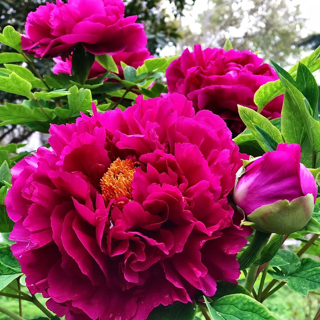 菏泽牡丹老桩