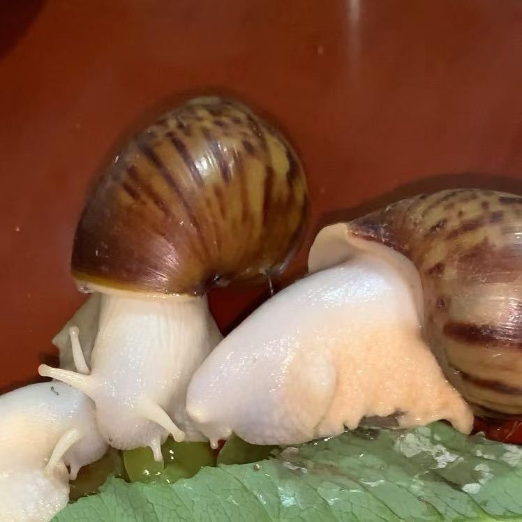 成盛白玉蜗牛