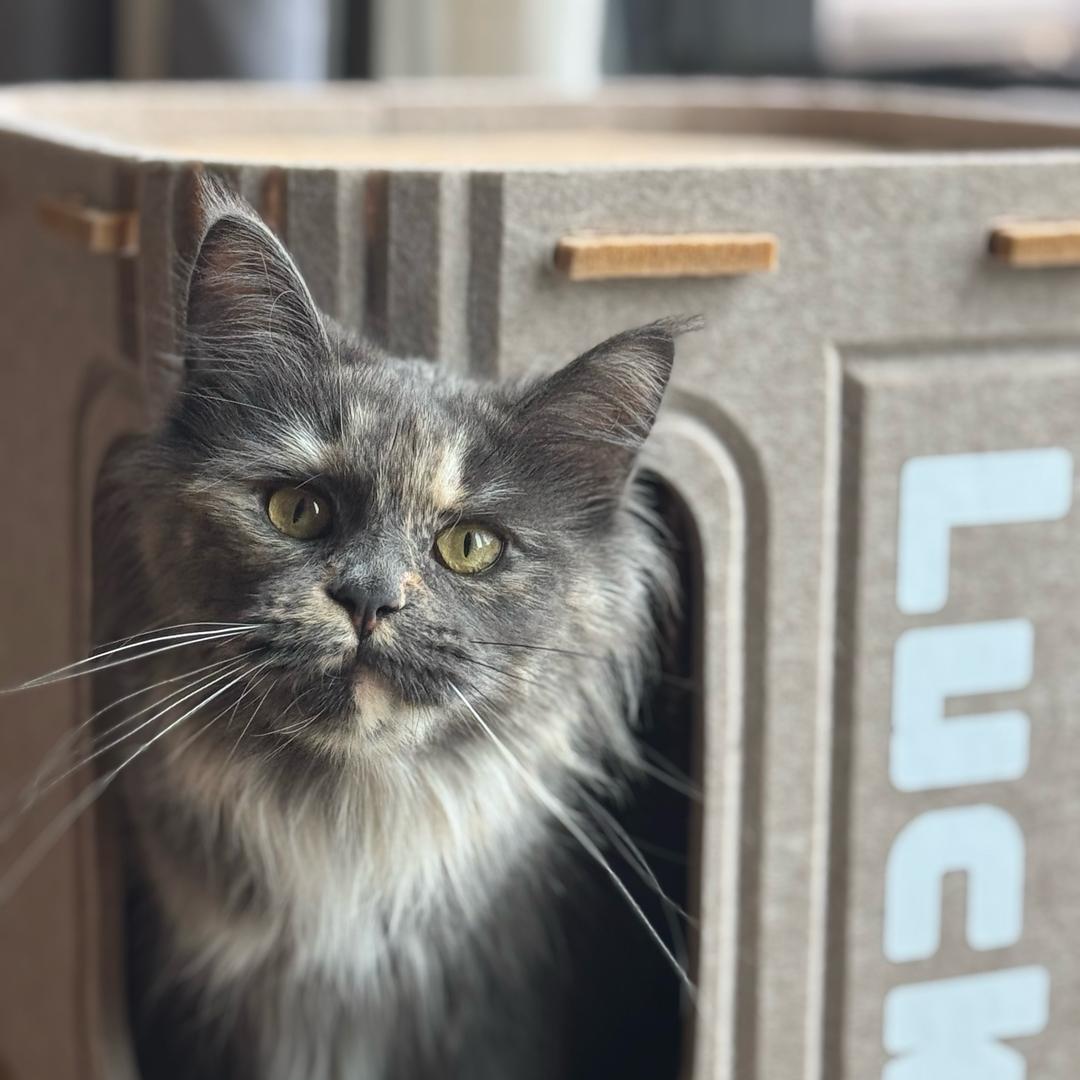 垫底甜妹喵喵喵