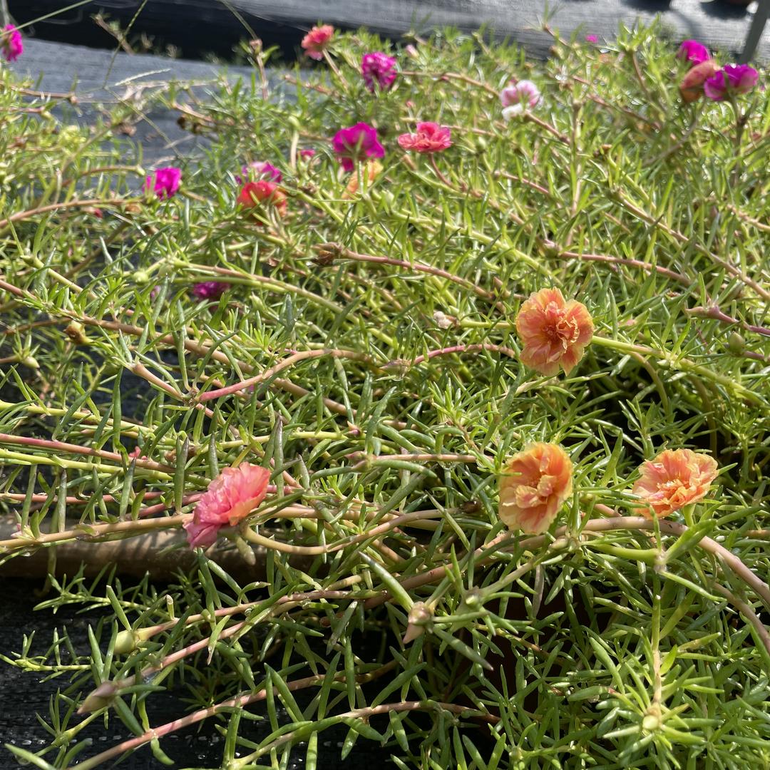 锦苗花卉