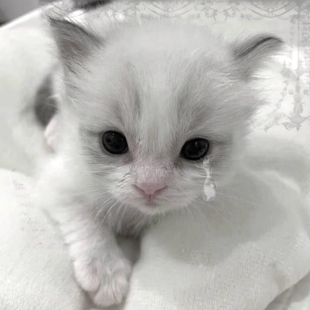 猫爪印