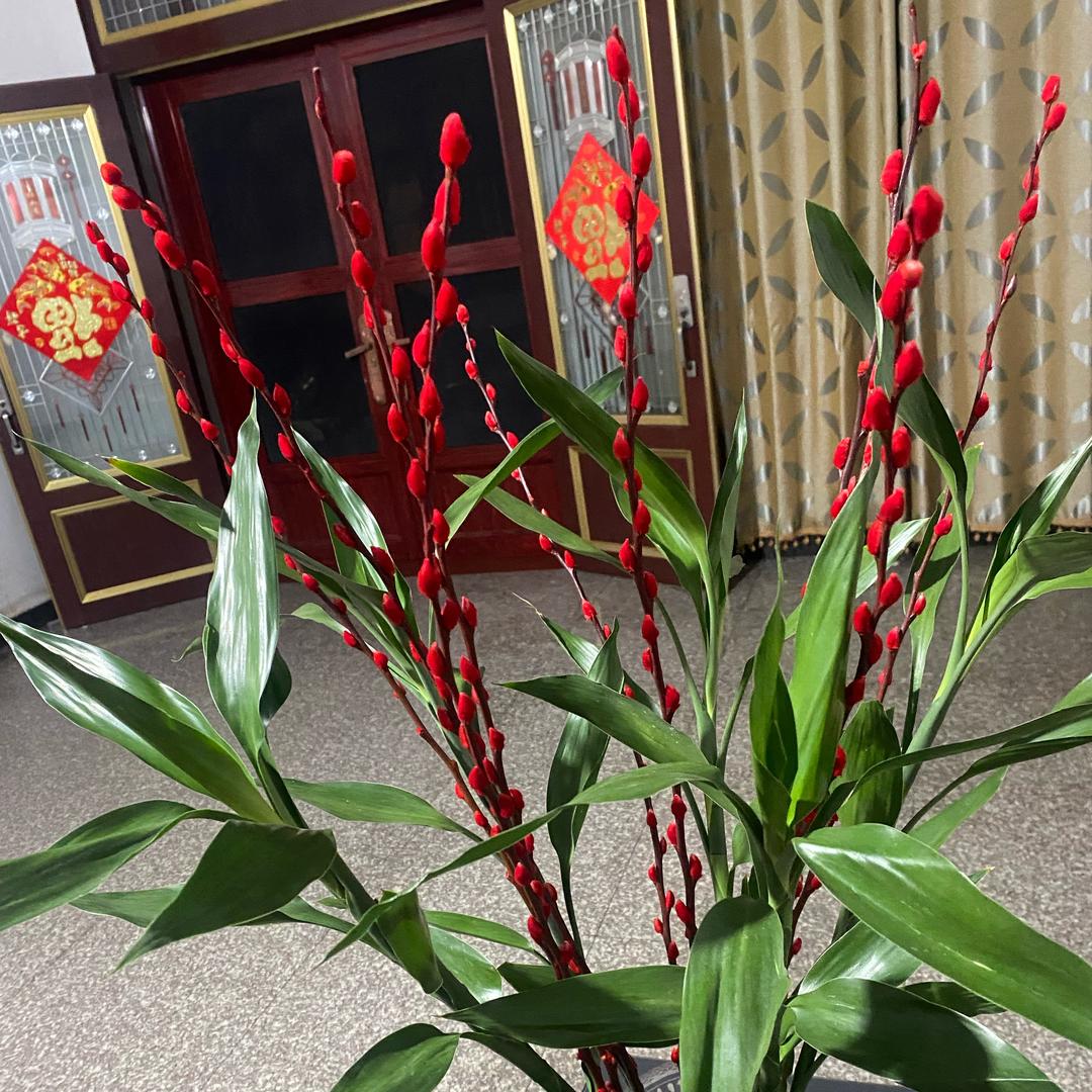 沉默的羔羊