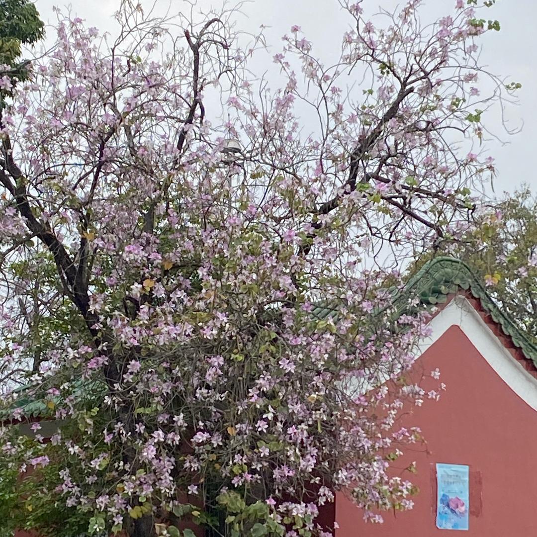 管乐团团团团团🔥