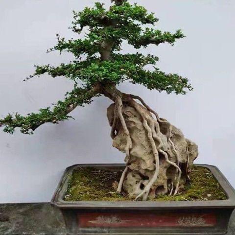 周周园艺盆景