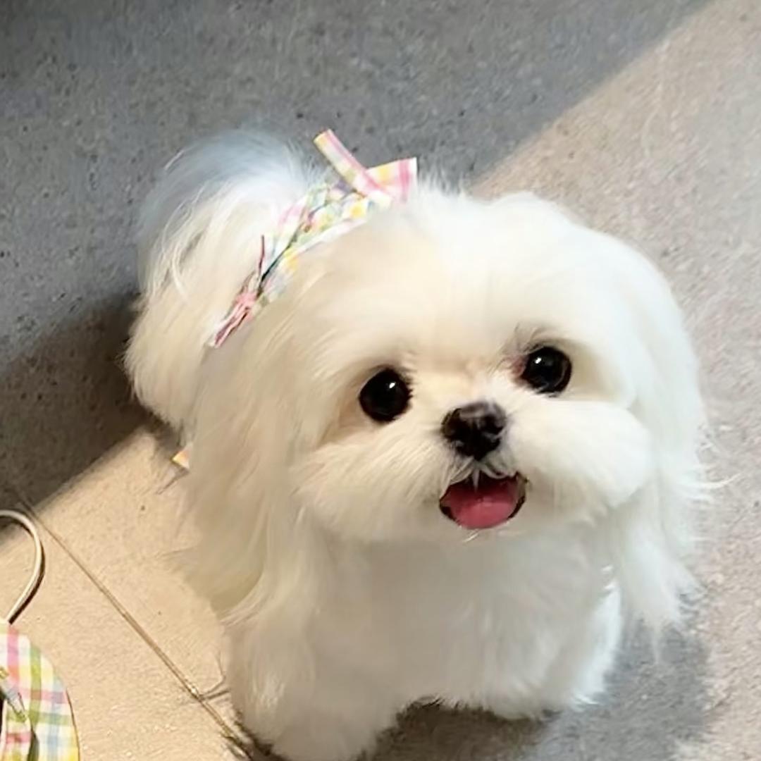 诗阳羊羊