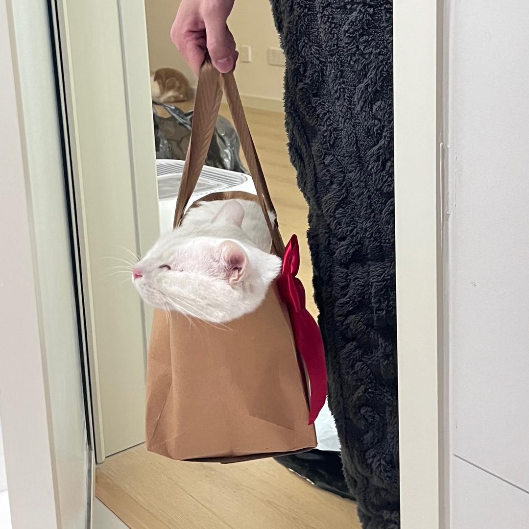 我和肆猫的幸福生活
