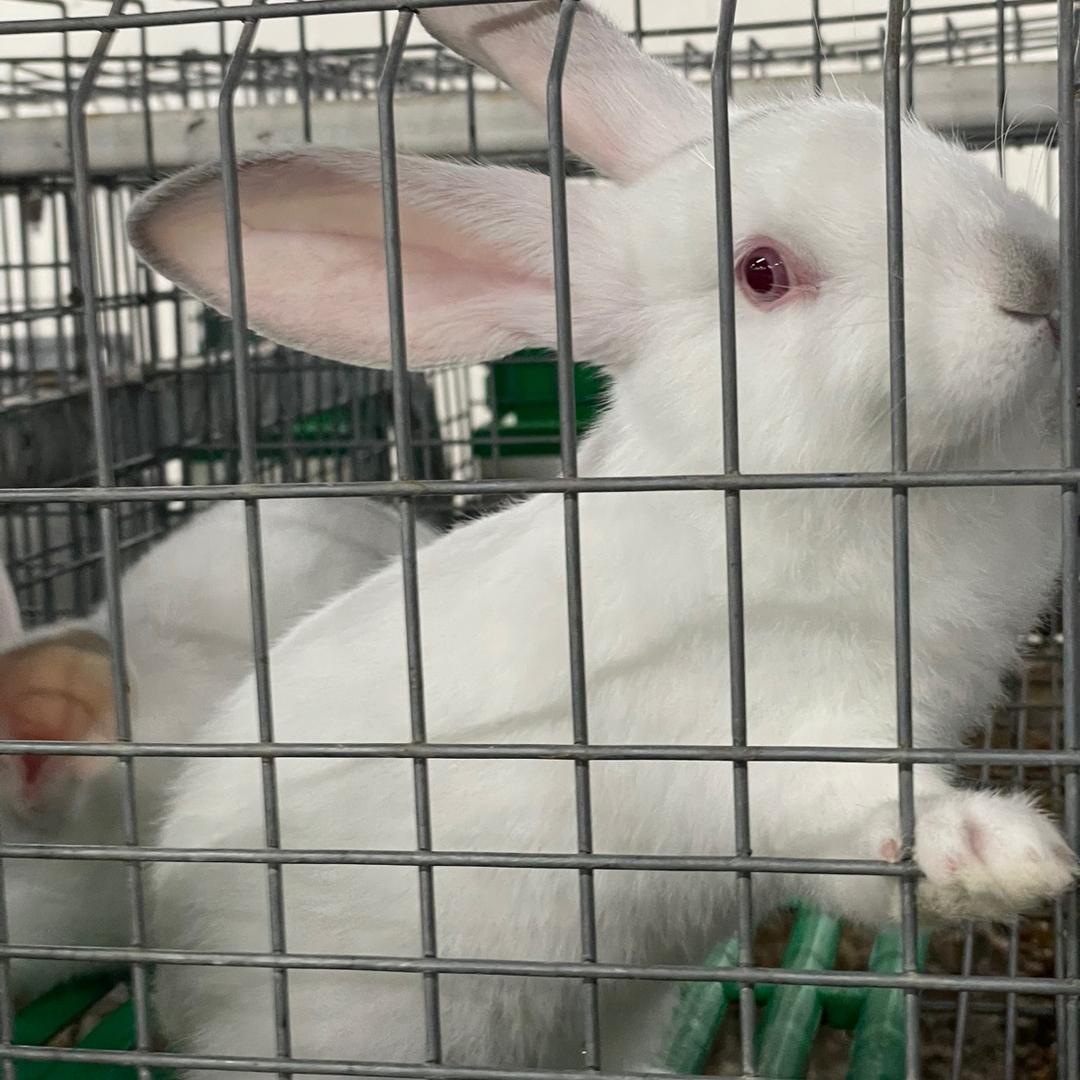 济源阳光兔业-小郑