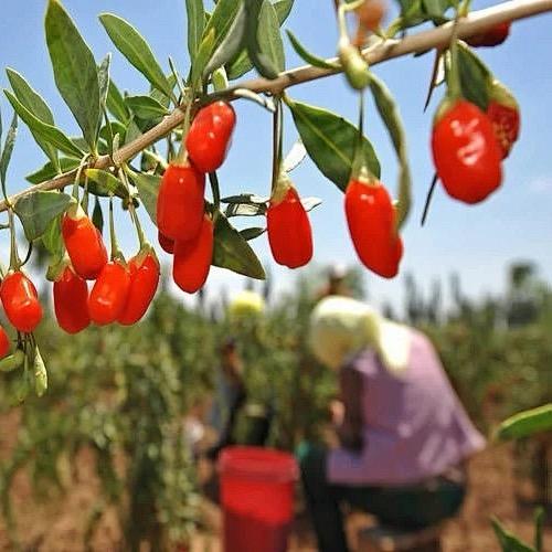 宁夏红枸杞小胡