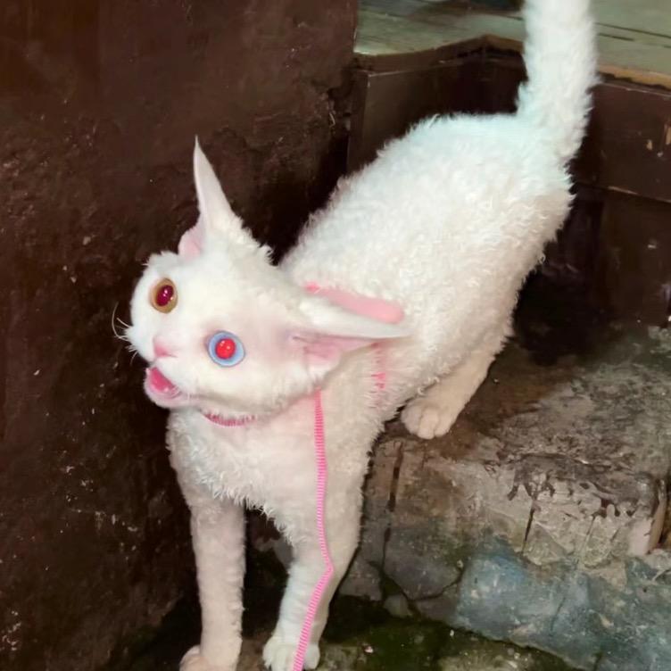 口苗