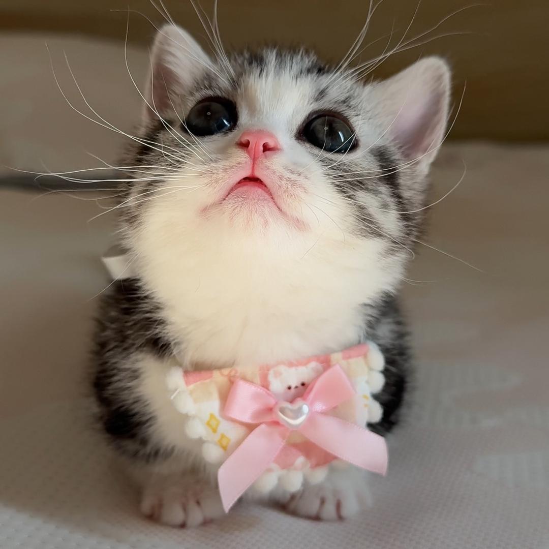 小美喵屋 🐱