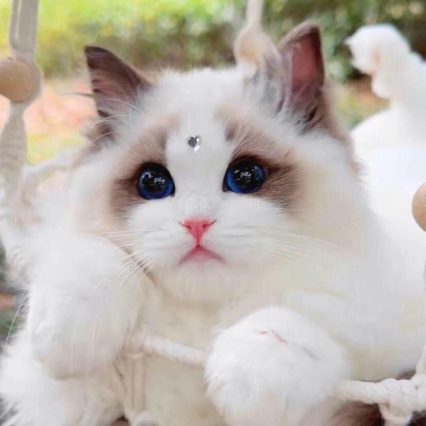 一只猫