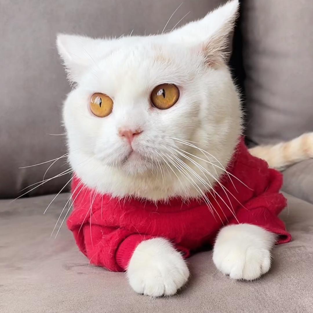 🌸团团是猪咪🌸