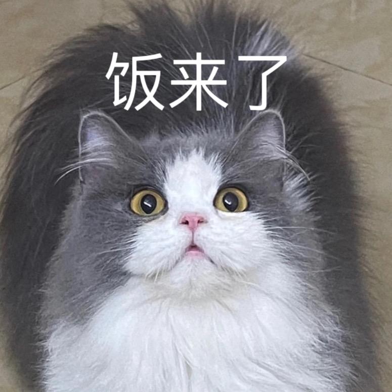 猫猫饲养圆