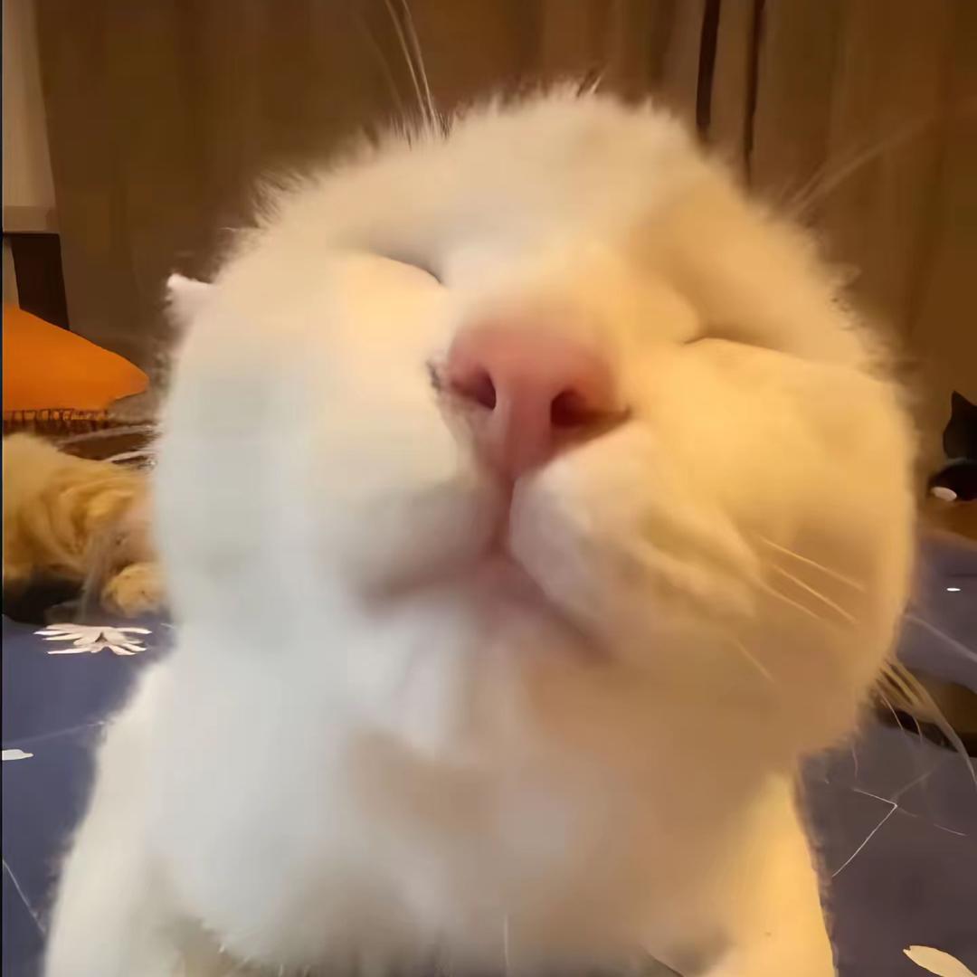 猫砂大王