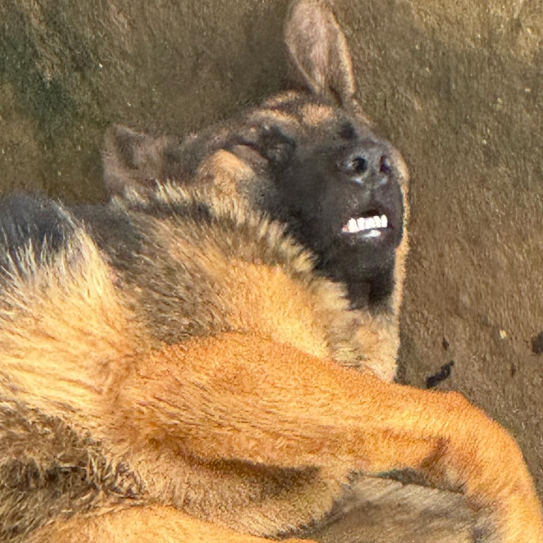 烤皮猫咪零食铺