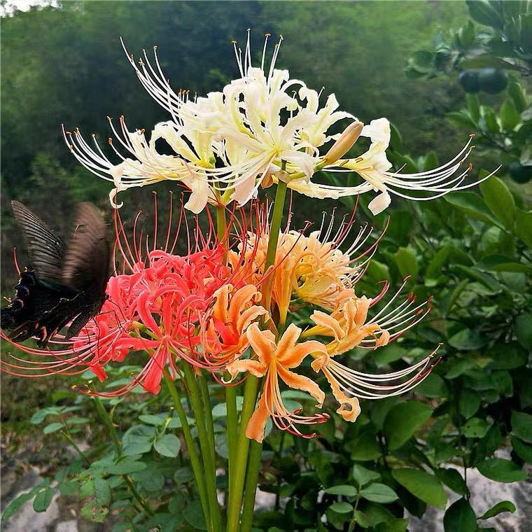 花落三生石