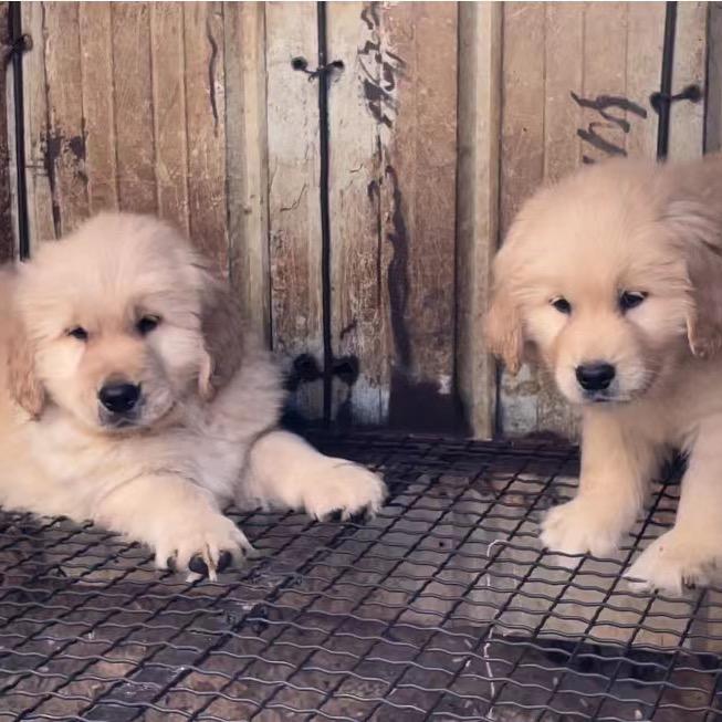 宜良  小李犬舍直播号🐶