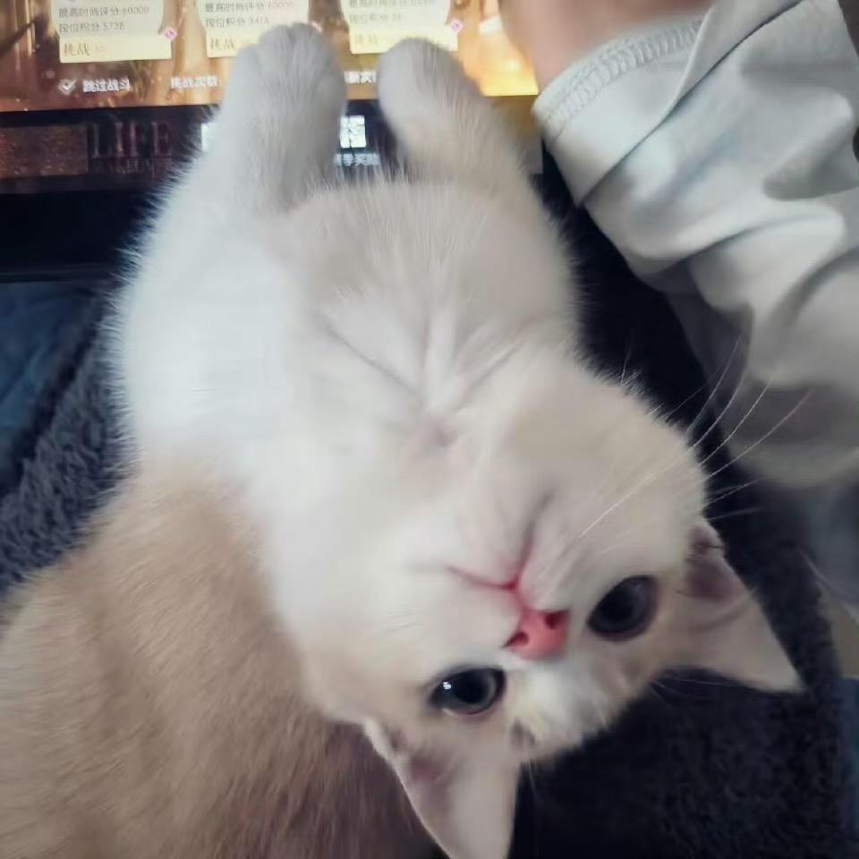 喵7岁