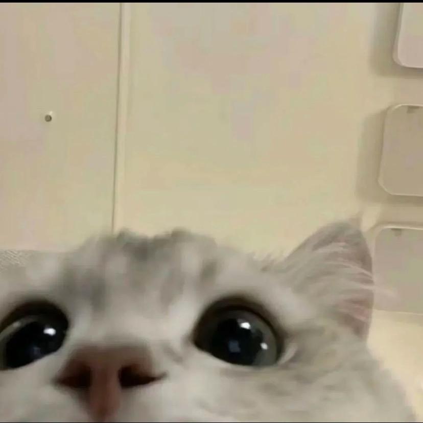 达尔雯