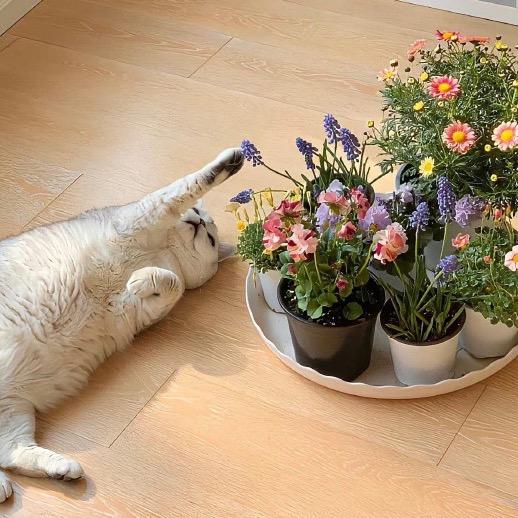 加辣土豆丝ꪔ̤̫