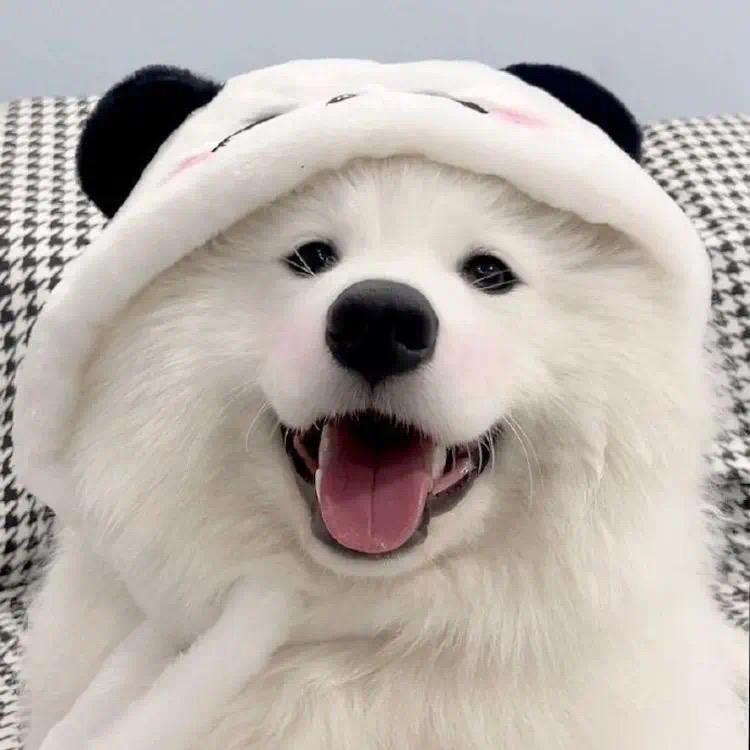 (o^^o)