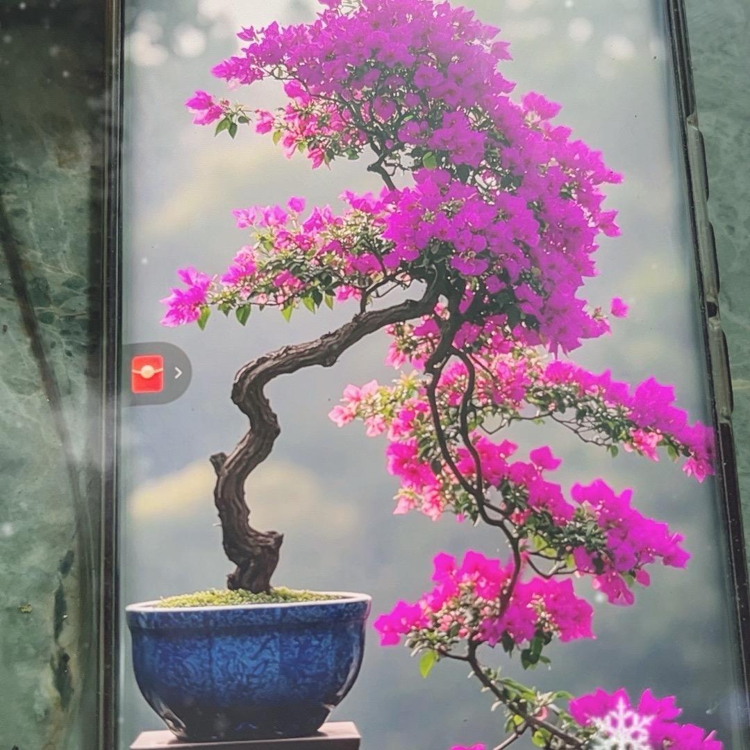 三角梅老桩盆景